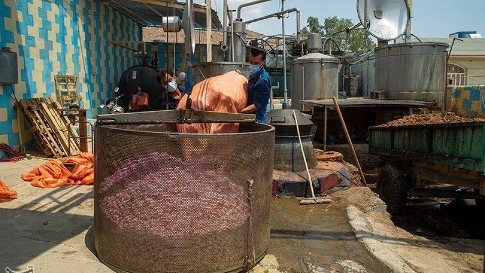 رسم کهن گلابگیری در میمند فارس