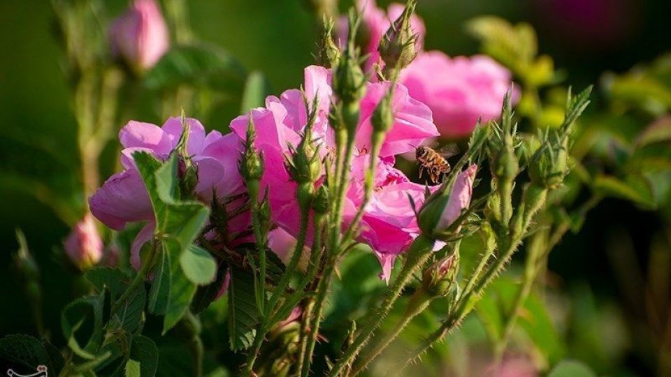 رسم کهن گلابگیری در میمند فارس