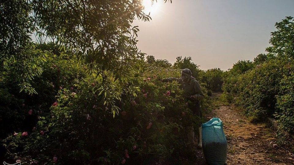 رسم کهن گلابگیری در میمند فارس