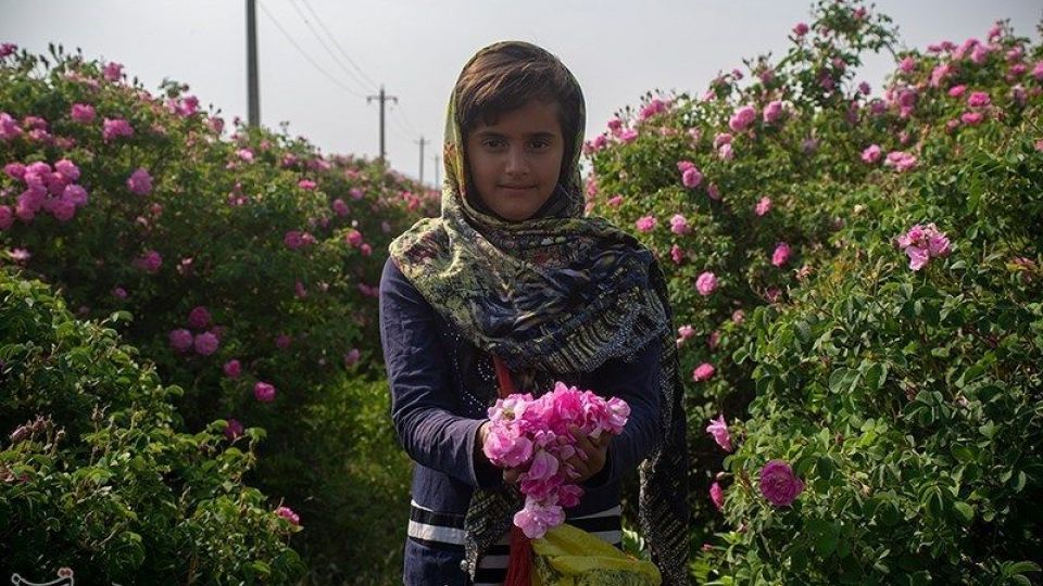 رسم کهن گلابگیری در میمند فارس