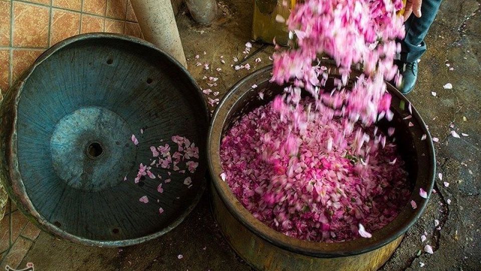 رسم کهن گلابگیری در میمند فارس