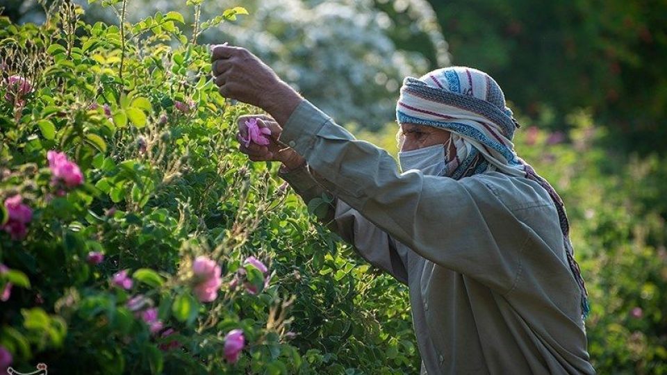 رسم کهن گلابگیری در میمند فارس