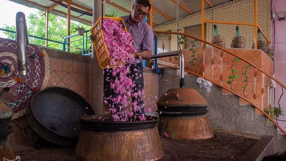 رسم کهن گلابگیری در میمند فارس