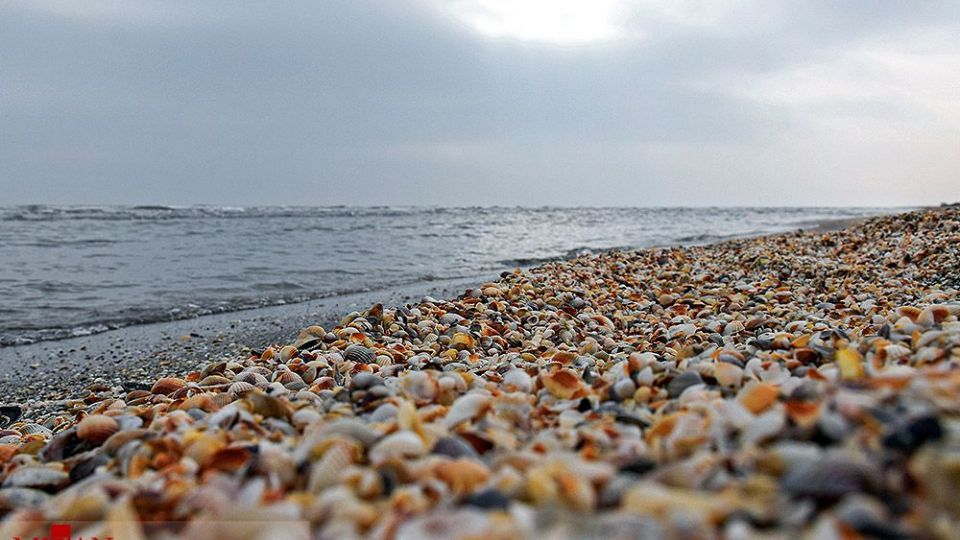 صدف‌های خزری نیازمند حفاظت