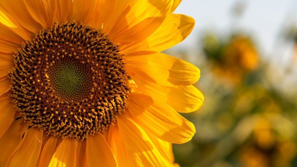 مزرعه گل‌های آفتابگردان - بوشهر