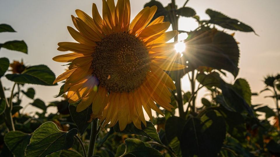 مزرعه گل‌های آفتابگردان - بوشهر