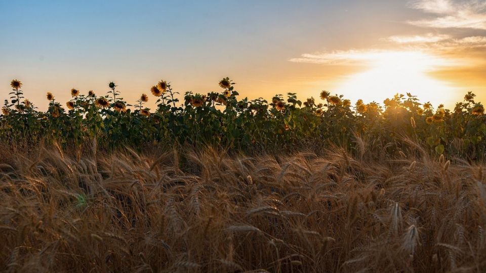 مزرعه گل‌های آفتابگردان - بوشهر