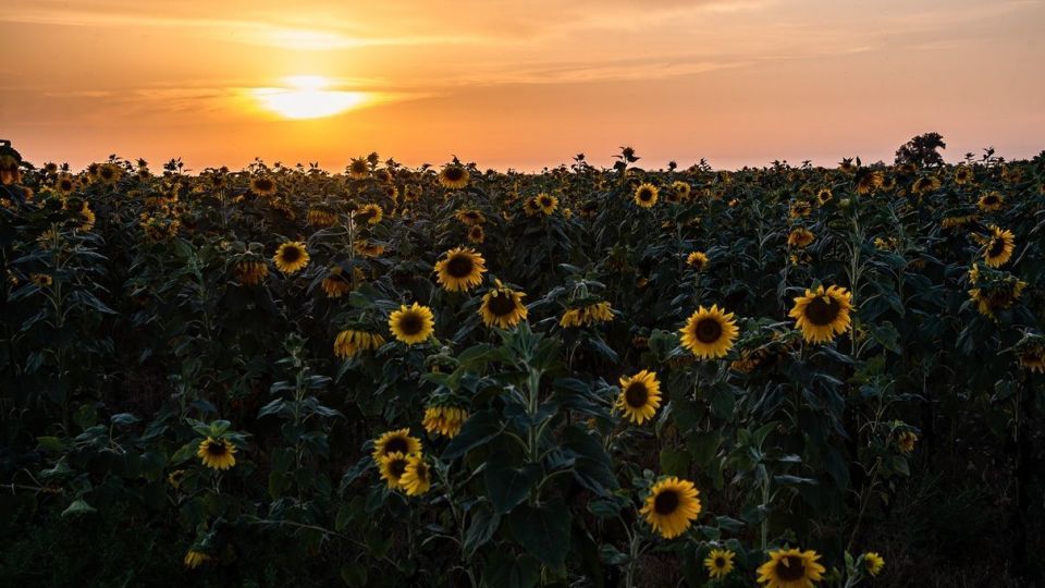 مزرعه گل‌های آفتابگردان - بوشهر