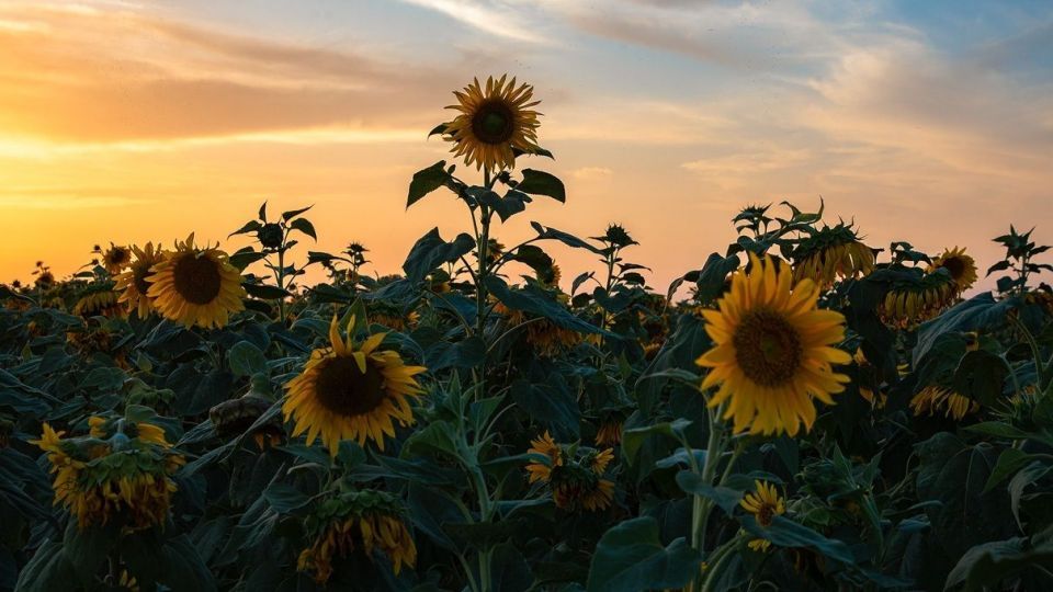 مزرعه گل‌های آفتابگردان - بوشهر