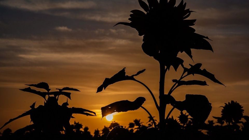 مزرعه گل‌های آفتابگردان - بوشهر