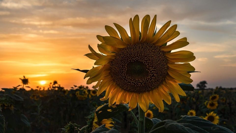 مزرعه گل‌های آفتابگردان - بوشهر