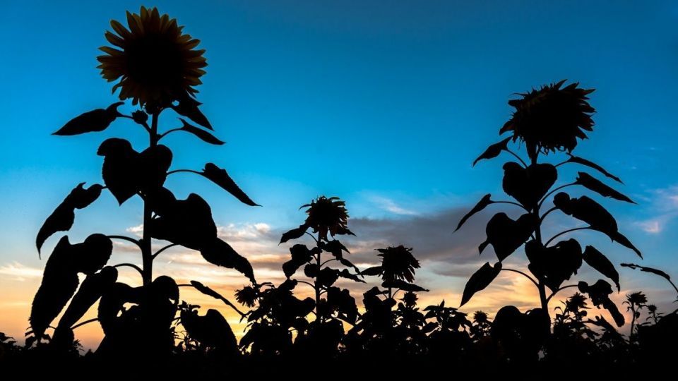 مزرعه گل‌های آفتابگردان - بوشهر