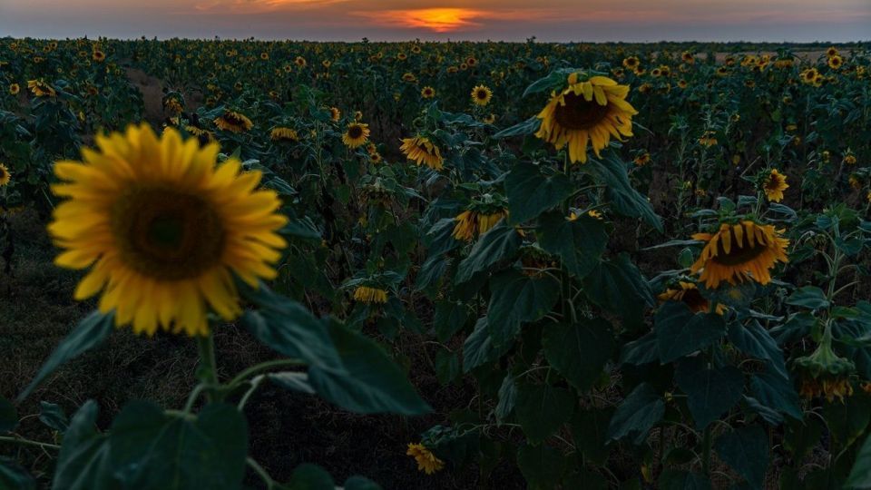 مزرعه گل‌های آفتابگردان - بوشهر