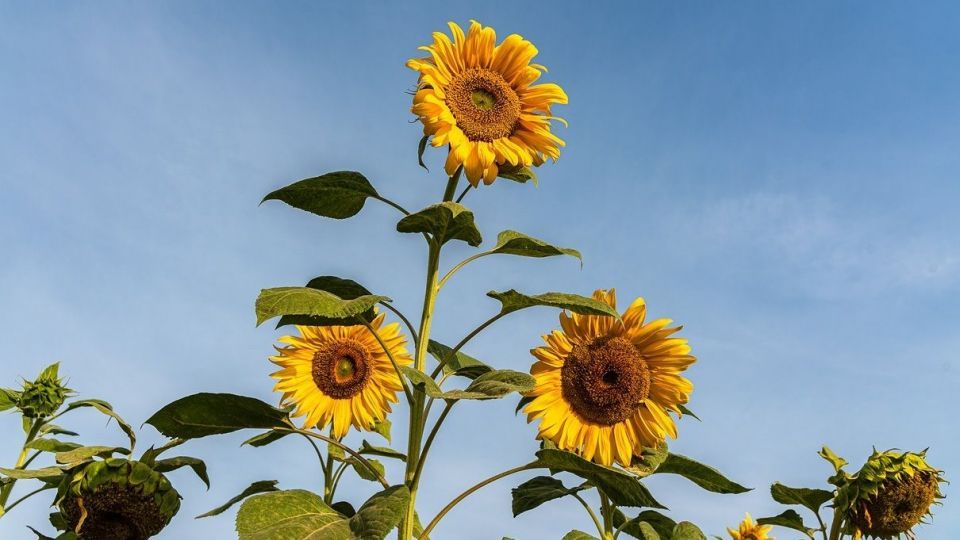 مزرعه گل‌های آفتابگردان - بوشهر