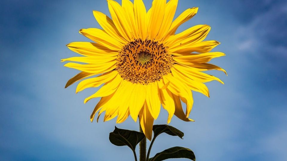 مزرعه گل‌های آفتابگردان - بوشهر