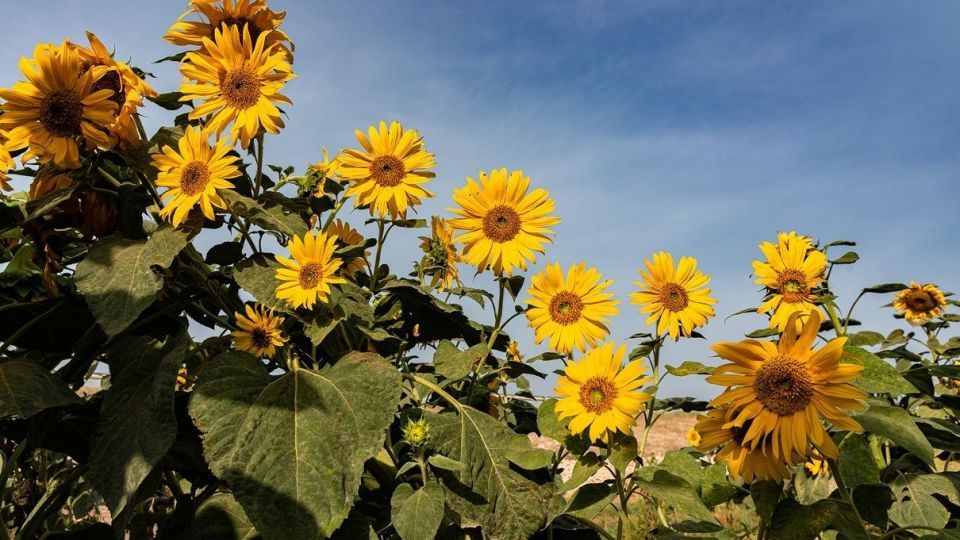 مزرعه گل‌های آفتابگردان - بوشهر