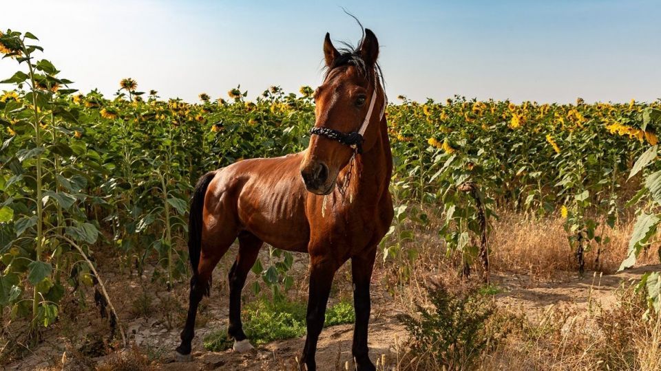 مزرعه گل‌های آفتابگردان - بوشهر