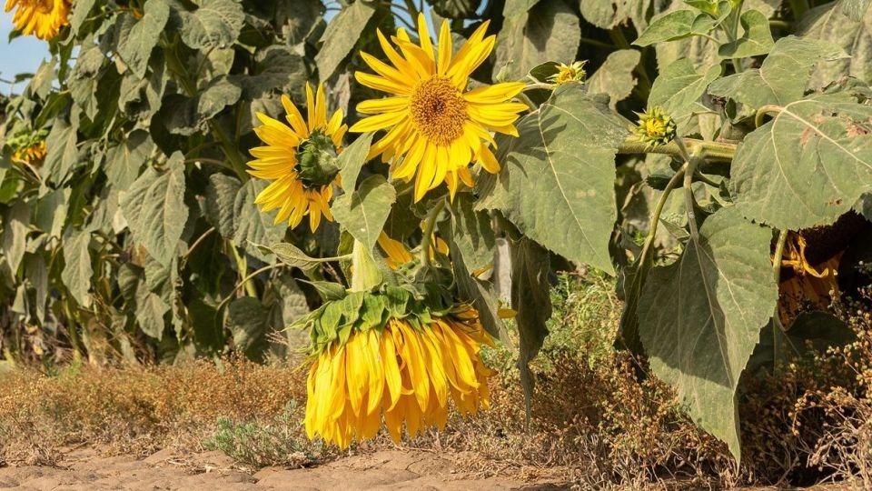 مزرعه گل‌های آفتابگردان - بوشهر