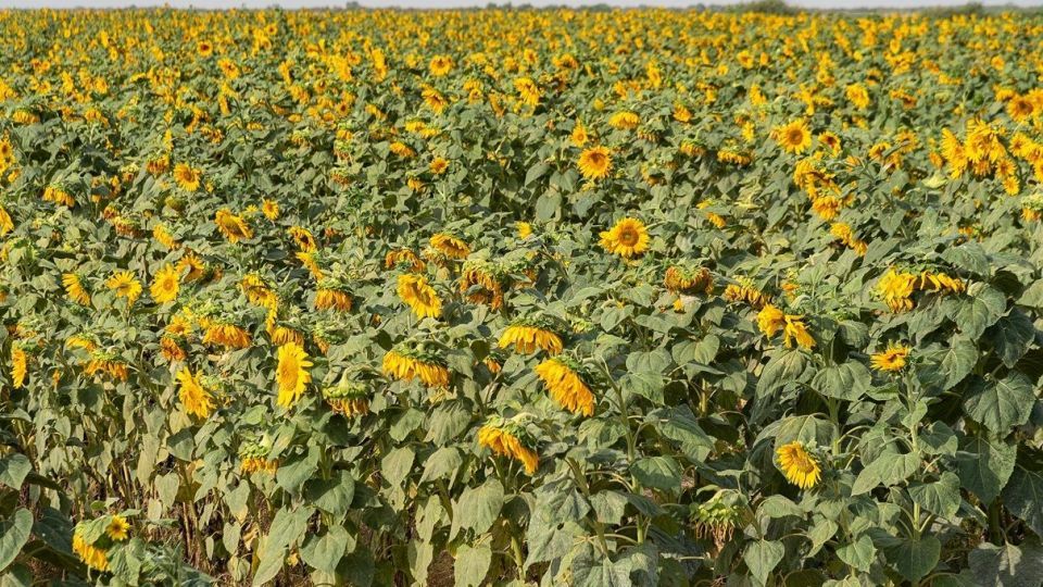 مزرعه گل‌های آفتابگردان - بوشهر