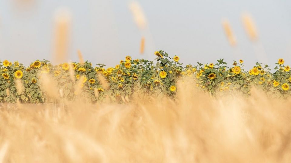 مزرعه گل‌های آفتابگردان - بوشهر