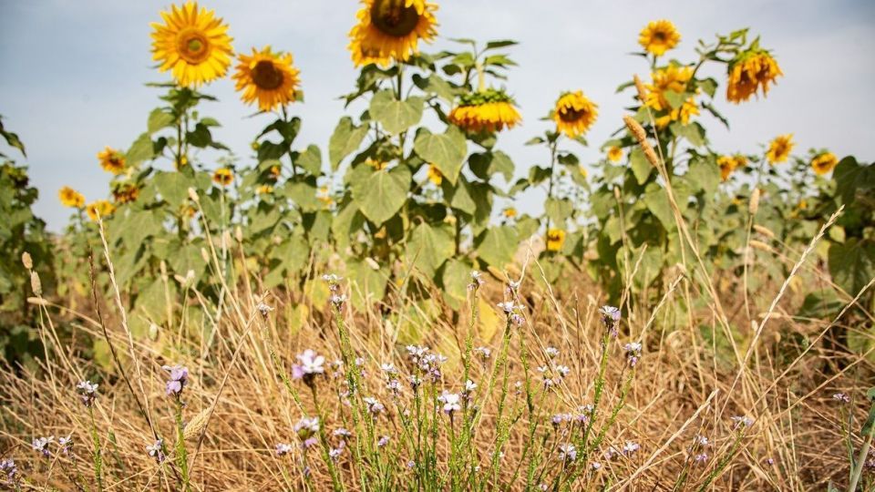 مزرعه گل‌های آفتابگردان - بوشهر