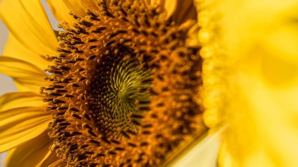 مزرعه گل‌های آفتابگردان - بوشهر