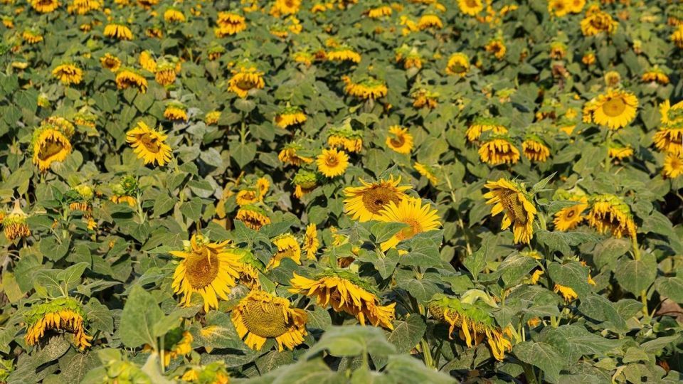 مزرعه گل‌های آفتابگردان - بوشهر