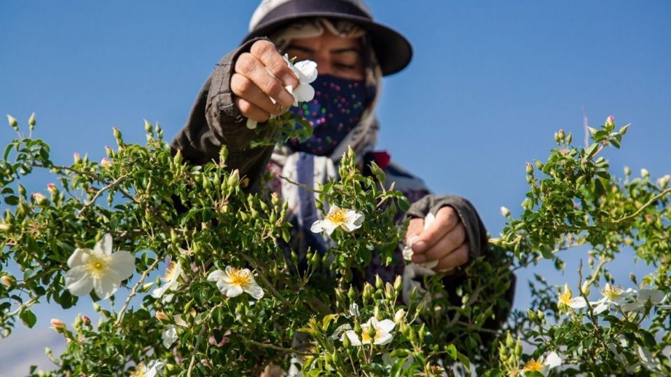 برداشت گل نسترن - میمند فارس