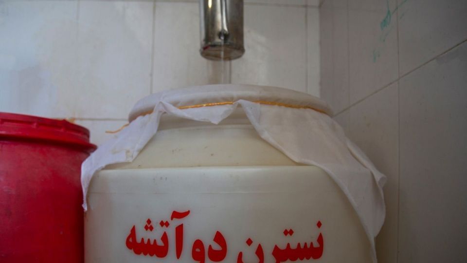 برداشت گل نسترن - میمند فارس