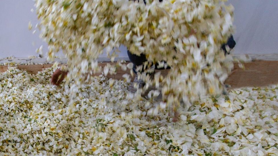 برداشت گل نسترن - میمند فارس