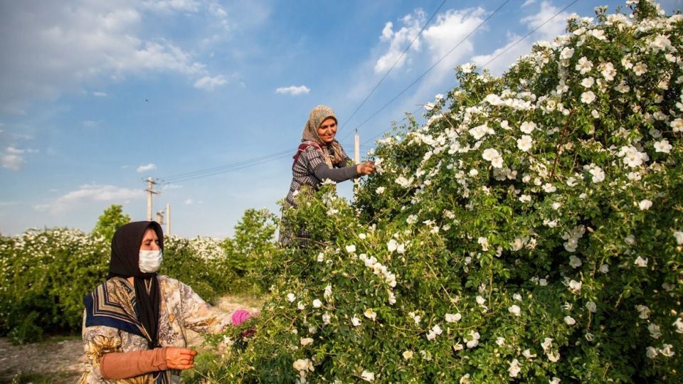 برداشت گل نسترن - میمند فارس