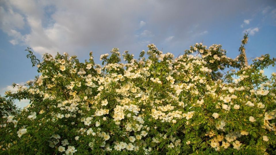 برداشت گل نسترن - میمند فارس