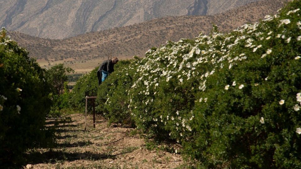 برداشت گل نسترن - میمند فارس