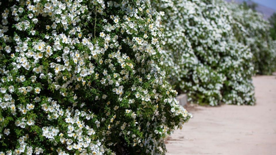 برداشت گل نسترن - میمند فارس