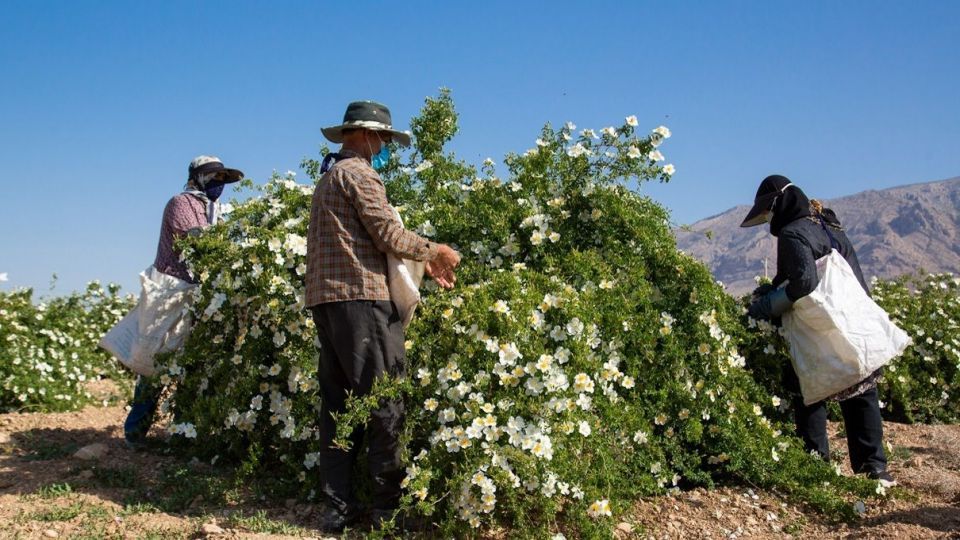 برداشت گل نسترن - میمند فارس