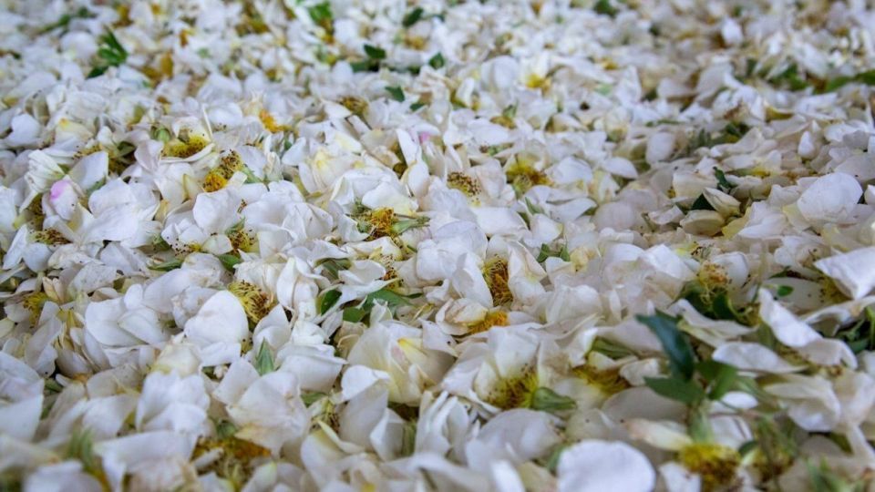 برداشت گل نسترن - میمند فارس