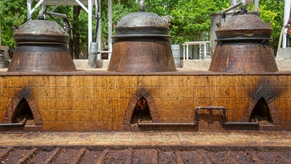 برداشت گل نسترن - میمند فارس