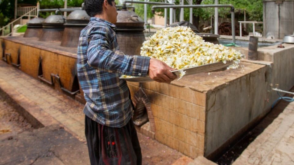 برداشت گل نسترن - میمند فارس