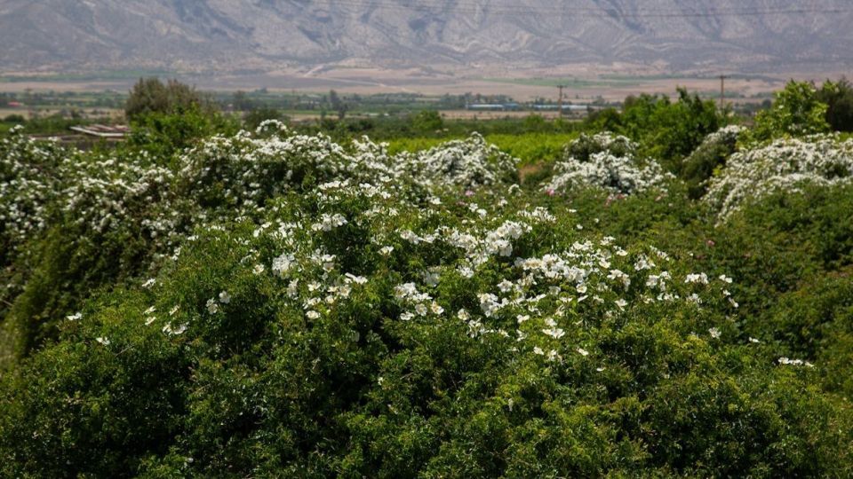 برداشت گل نسترن - میمند فارس