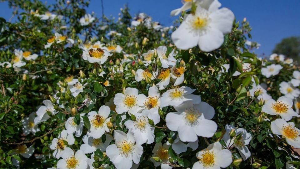 برداشت گل نسترن - میمند فارس