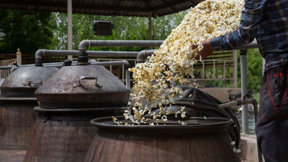 برداشت گل نسترن - میمند فارس