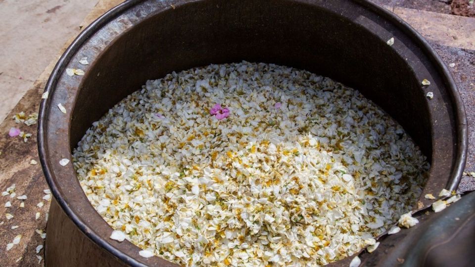 برداشت گل نسترن - میمند فارس