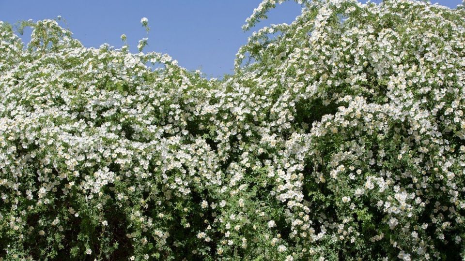 برداشت گل نسترن - میمند فارس