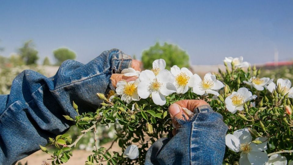 برداشت گل نسترن - میمند فارس