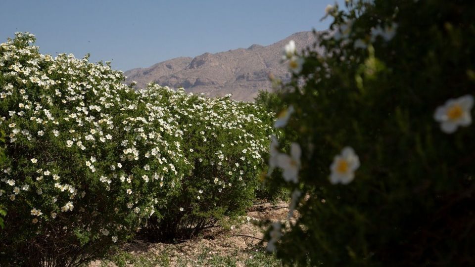 برداشت گل نسترن - میمند فارس