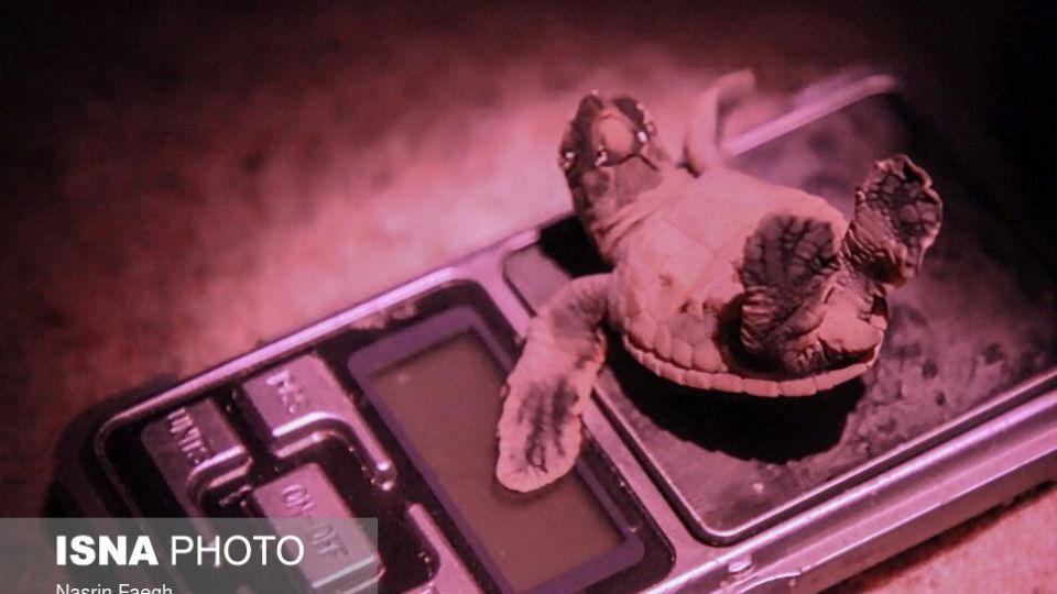 تولد جوجه لاک‌پشت‌ها در جزیره کیش