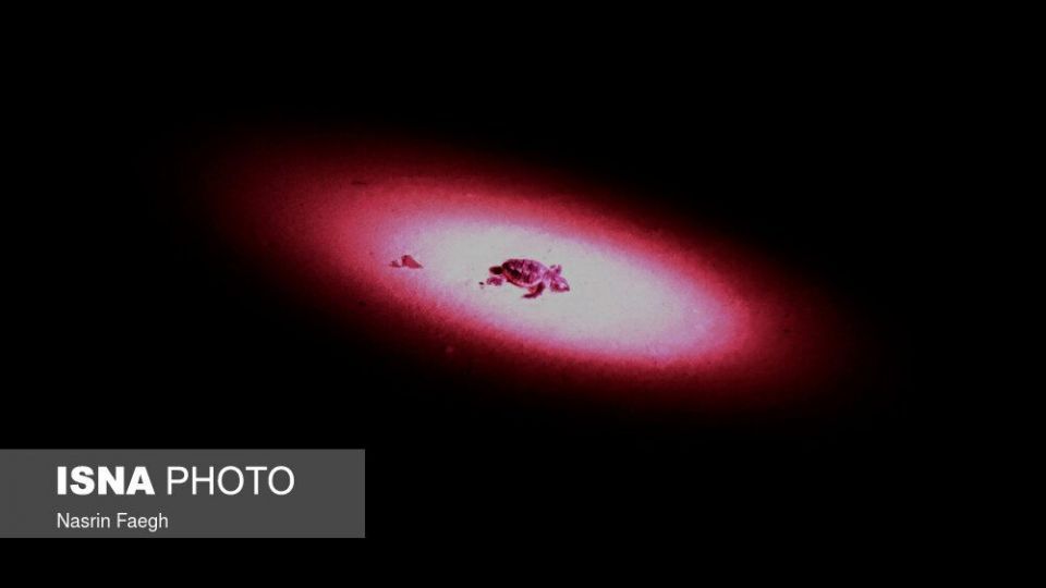 تولد جوجه لاک‌پشت‌ها در جزیره کیش