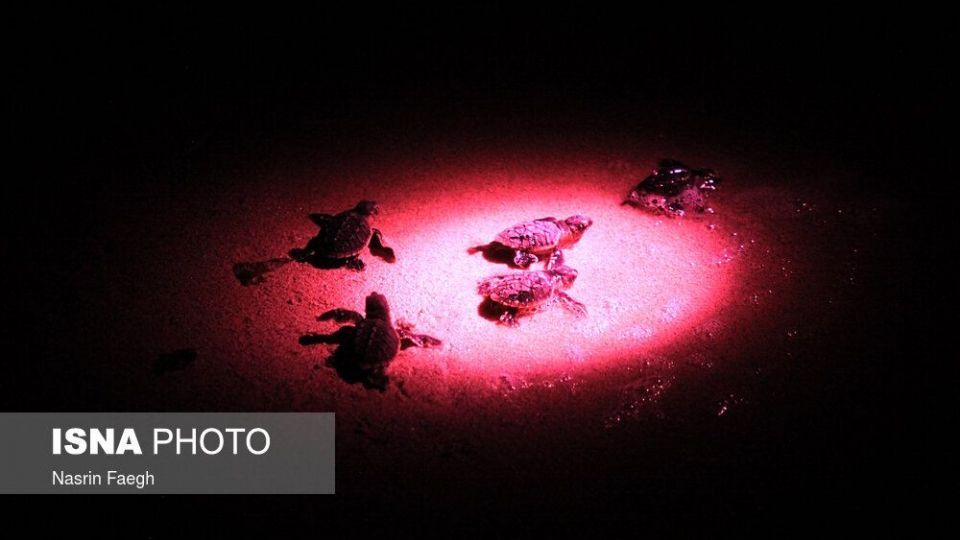 تولد جوجه لاک‌پشت‌ها در جزیره کیش