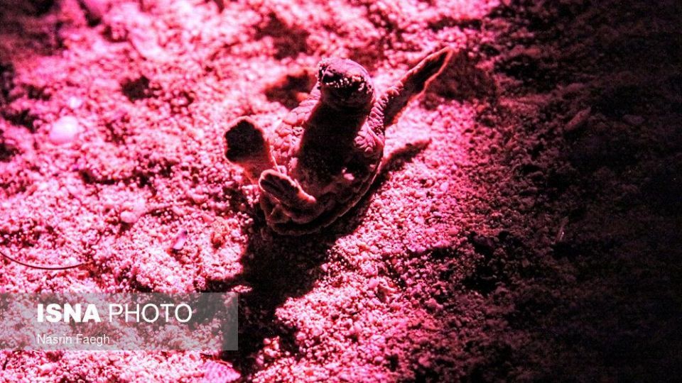 تولد جوجه لاک‌پشت‌ها در جزیره کیش