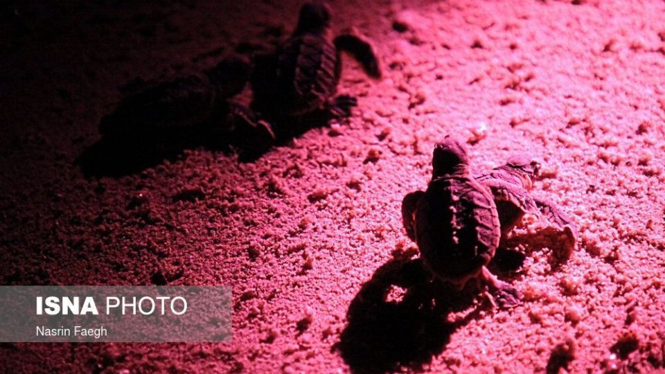 تولد جوجه لاک‌پشت‌ها در جزیره کیش